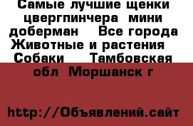 Самые лучшие щенки цвергпинчера (мини доберман) - Все города Животные и растения » Собаки   . Тамбовская обл.,Моршанск г.